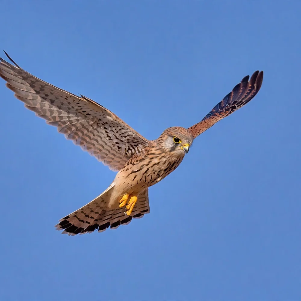kestrel_in_flight