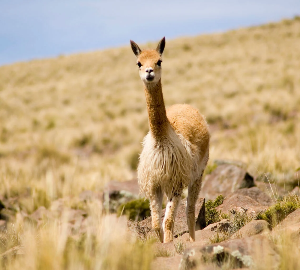 vicuna_mejorada_calidad